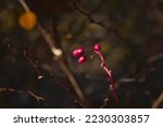 Branches of a barberry Bush with ripe red barberry berries Branches with yellow leaves of a prickly bush in the fall