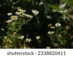 Small photo of Chamomile flower field. Camomile in the nature. Field of camomiles at sunny day at nature. Camomile daisy flowers in summer day. Chamomile flowers field wide background in sun light