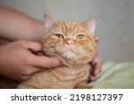 Ginger kitten likes being pets by male hand. Purebed british shorthaired cat.
