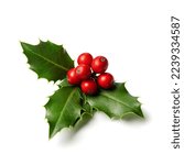 Fresh holly leaves with red berries on white background.  Winter natural decoration 