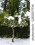 Small photo of Snow in Sicily on orange tree Enna January 2019