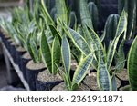 breeding ornamental plants Sansevieria or mother-in-law's tongue planted in pots as decoration on the outdoor terrace, mother-in-law's tongue flowers at the flower market. or snake plant