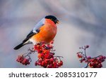 The bullfinch bird sits on a bunch of red rowan berries and holds a red rowan berry in its beak