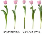 Pink tulip flower isolated on white background. Spring tulip flowers. Easter or Valentine's day greeting card. Woman's day.