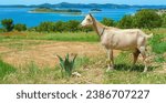 Small photo of Beautiful adriatic croatian landscape, one goat on meadow, olive grove, islands in adriatic sea blue lagoon - Kornati islands, Croatia (focus on goat)