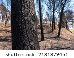Detail of a burned tree in the forest burned in a forest fire, climate change, drought summer