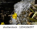 Small photo of Narcissus flower. Beautiful narcissu flower in narcissu field at winter or spring day. Colorful narcissu flower in the garden. Beautiful narcissu flower for postcard beauty and agriculture concept des