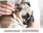 Small photo of The dog's ear is cleaned with a cotton swab for ears, pet care, Ear wax removal