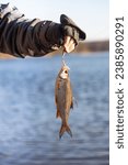 Small photo of Bait spoon fishing accessory. Victim of poaching. On hook. Fish caught. Fish hook or fishhook is device for catching either by impaling in mouth. Fish in trap close up.