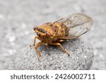 Small photo of Closeup image of cicada. It is part of Brood X 17-year cicadas also known as the Great Eastern Brood.