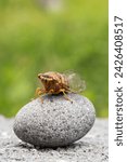 Small photo of Close-up image of cicada. It is part of Brood X 17-year cicadas