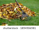 A pile of yellow autumn leaves in the autumn garden garden on the lawn grass. There is a rake nearby.