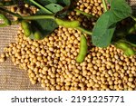 Small photo of Ripe soybean seeds with unripe soybeans in the pod. Soybeans, close. A stem with green soybean pods on a background of dry soybeans. Green soybean pods on dry soybeans. The concept of a good harvest