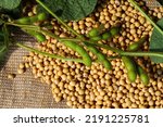 Ripe soybean seeds with unripe...