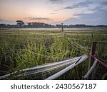 Small photo of Landscape of rice fields at dawn where the rice plants that are starting to ripen are covered with netting to deter bird pests,location in Sukoharjo,Central java,Indonesia.