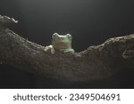 Small photo of toad, green toad, green toad on a black background