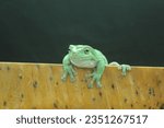 Small photo of toad, green toad, green toad on a leaf on a black background