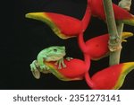 Small photo of toad, green toad, green toad in a banana flower on a black background