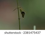 Small photo of cocoons, butterflies, yellow butterfly cocoons that are about to drip