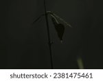 Small photo of cocoons, butterflies, yellow butterfly cocoons that are about to drip