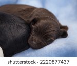 Biewer Terrier puppies sleep on a blue blanket.