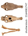 Skull. Horse Skull Anatomy...