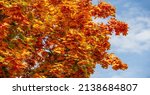 Small photo of Autumn, also known as fall. As day and night temperatures decrease, trees change color and then shed their leaves. from the ancient Etruscan root autu- and has connotations in it Along the way