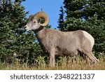 Bighorn sheep on hilltop in Glacier National Park, Montana