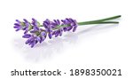 Lavender Flowers Isolated On...