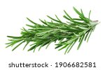 Small photo of Rosemary twig isolated on white background