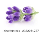 Lavender flowers isolated on white background 