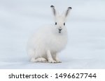 White hare  lepus timidus ....