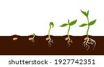 growing plant. sprout growth... | Shutterstock .eps vector #1927742351