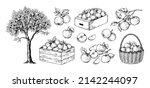 apples in basket. hand drawn... | Shutterstock .eps vector #2142244097