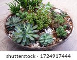 Group Of Succulent Plants In A...