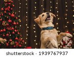 Caramel Dog Posing In Christmas ...