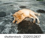 A Male Mixed Breed (Moggie) Cat Sleeping on Cement Road with Some Wet Spots. Adult Cat Enjoying the Warm Afternoon Sunlight.