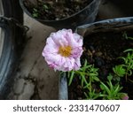 Small photo of A Flower of the Sundial Peppermint Portulaca Plant (Portulaca Grandiflora 'Sundial Peppermint'). A Herbaceous Plant Species of the Portulacaceae Family in the Caryophyllales Order.