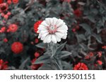Small photo of Flower background. Nature wallpaper. Delicat romantic flowers backgrounds. Garden backdrop
