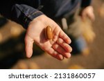 In the child's hand lies an acorn against the background of autumn leaves, close-up, top view.