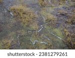 Small photo of Konnu Suursoo, Estonia - October 29 2023: Typical treacherous peat moss mattress in mire. First frost has covered the water with thin ice. Estonian wilderness.