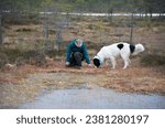 Small photo of Konnu Suursoo, Estonia - October 29 2023: Girl with big dog picking cranberries from treacherous soft peat moss mattress in mire. First frost covered the bog lake with thin ice. Estonian wilderness.