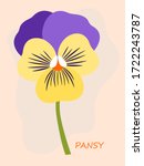Pansy Flower Isolated On Pastel ...