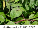 Small photo of Spur-throated Grasshopper resting on green leaf along Lynde Shores trail during Summer