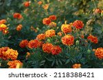 Marigold Flower In The Garden...
