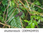 Small photo of Sikkim wedge-billed babbler or blackish-breasted babbler (Stachyris humei) at Eagle's Nest Wildlife Sanctuary, Arunachal Pradesh, India.