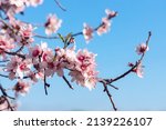 Blossoming of pink and purple spring almond tree flowers on blue sky background, nature concept.