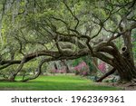 Row Of Live Oak Trees With...