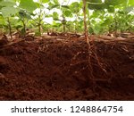 Development Of Soybean Root