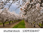 Close up of blossoms on a flowering almond tree in a California orchard in winter